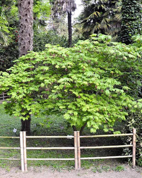 Erable Acer japonicum Aconitifolium 15L - Arbres - Acer japonicum Aconitifolium