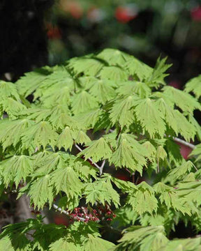 Erable Acer japonicum Aconitifolium 15L - Erable - Acer japonicum Aconitifolium