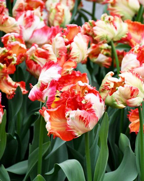 10 Tulipes perroquet Estella Rijnveld - jardins - Tulipa Estella Rijnveld