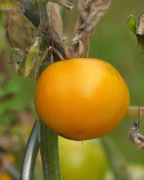 Collection 9 plants tomates originales - Plants potagers - Solanum lycopersicum green zebra,orange queen,noire de Crimée