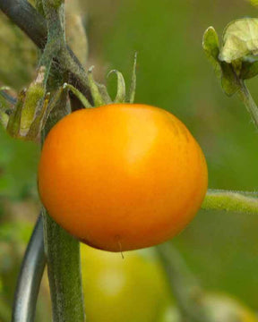 Plant Tomate Orange Queen - jardins - Solanum lycopersicum Orange Queen