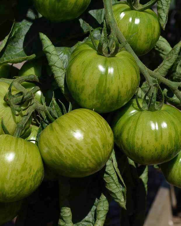 Collection 9 plants tomates originales - Potager - Solanum lycopersicum green zebra,orange queen,noire de Crimée