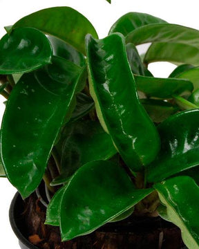 Hoya Carnosa Krinkle - Plantes - Hoya Carnosa Krinkle