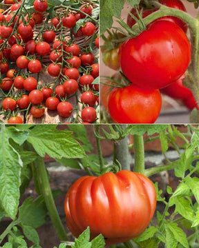 Collection 9 Plants tomates classiques - jardins - Lycopersicum Saint Pierre, Super sweet, Coeur de Boeuf