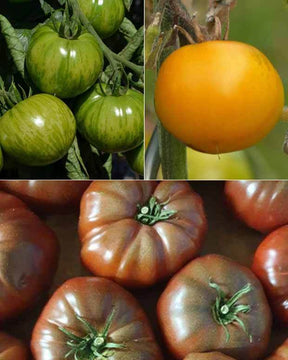 Collection 9 plants tomates originales - jardins - Solanum lycopersicum green zebra,orange queen,noire de Crimée