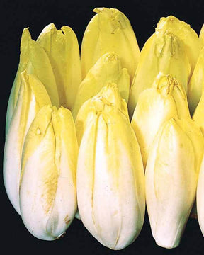 Chicorée Witloof Flash F1 (400 gr. enrobées) - Graines de fruits et légumes - Cichorium intybus Flash F1