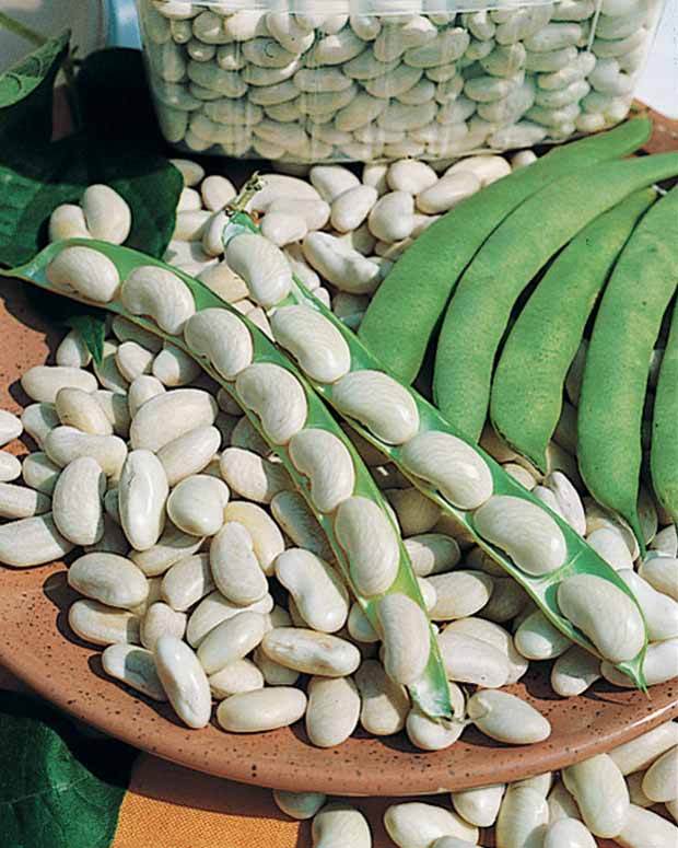 Haricot nain Michelet à longue cosse (100 g) - Graines de fruits et légumes - Phaseolus vulgaris Michelet à longue cosse