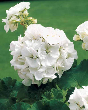 Géranium à massif blanc F1 - Graines de fleurs - Pelargonium zonale F1