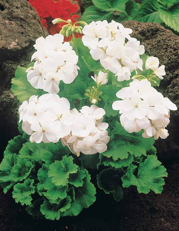 6 Géraniums à massifs blancs - jardins - Pelargonium zonale