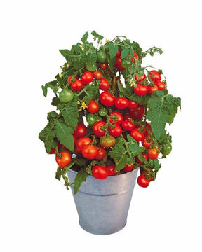 Kit Tomate cerise - Kit de graines - Solanum lycopersicum