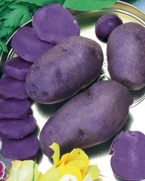 Collection de pommes de terre : Rouge de Flandre, Sirtema, Bleue d Artois - Bulbes potagers et tubercules - Solanum tuberosum Rouge de Flandre , Sirtema , Bleue d Artois 