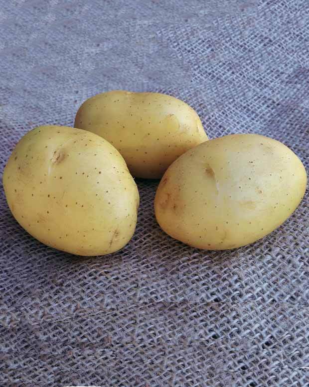 25 Pommes de terre Vitabella - Bulbes potagers et tubercules - Solanum tuberosum Vitabella