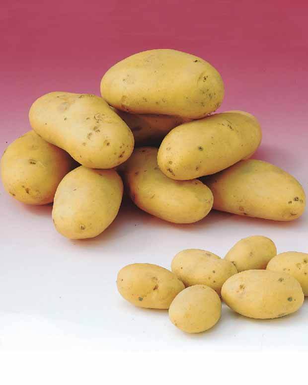 Pomme de terre Caesar (1,5 kg) - Bulbes potagers et tubercules - Solanum tuberosum Caesar