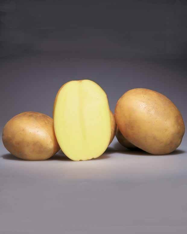 25 Pommes de terre Osiris - Bulbes potagers et tubercules - Solanum tuberosa Osiris