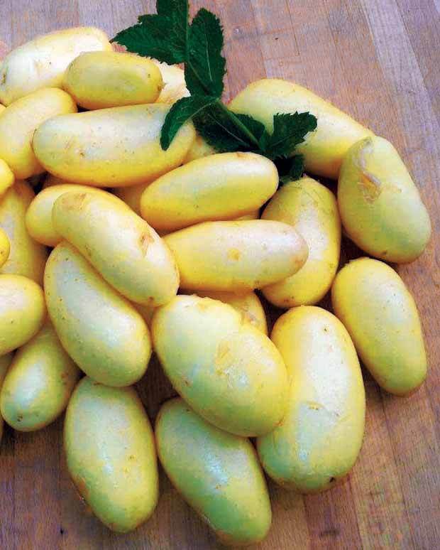 Pomme de terre Jazzy - Bulbes potagers et tubercules - Solanum tuberosa Jazzy