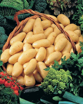 Collection de pommes de terre : Amandine, Jeannette, Blanche - Plants de Pommes de Terre - Solanum tuberosum Amandine , Jeannette , Blanche 