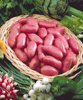 Collection de pommes de terre : Bernadette, Chérie, Ratte - Bulbes potagers et tubercules - Solanum tuberosum Bernadette , Chérie, Ratte