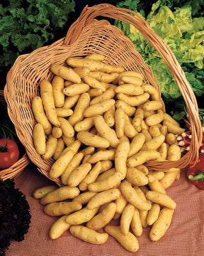 Collection de pommes de terre : Bernadette, Chérie, Ratte - Plants de Pommes de Terre - Solanum tuberosum Bernadette , Chérie, Ratte