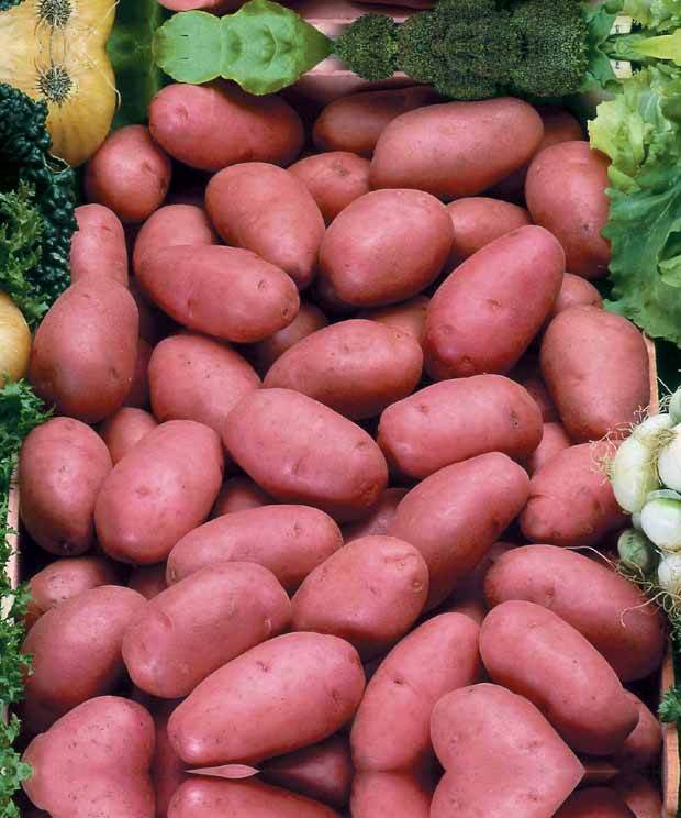 25 Pommes de terre Rosabelle - Bulbes potagers et tubercules - Solanum tuberosum Rosabelle
