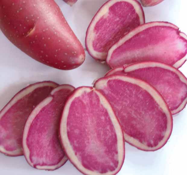 Collection de pommes de terre : Rouge de Flandre, Sirtema, Bleue d Artois - jardins - Solanum tuberosum Rouge de Flandre , Sirtema , Bleue d Artois 