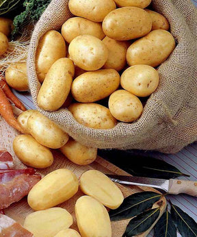Collection de pommes de terre : Bernadette, Chérie, Ratte - jardins - Solanum tuberosum Bernadette , Chérie, Ratte
