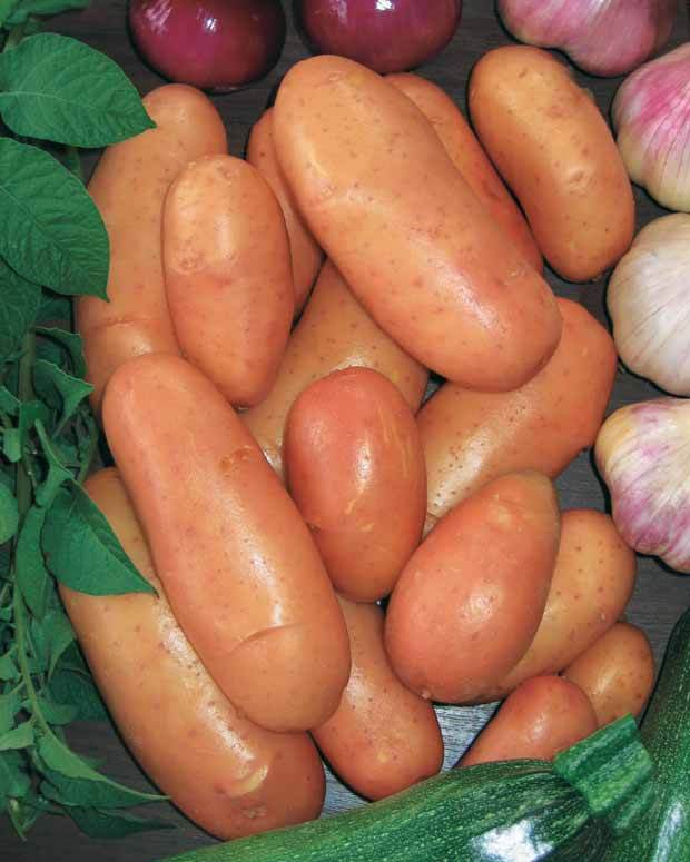 25 Pommes de terre Rose de France (Cirielle) Bio - Bulbes potagers et tubercules - Solanum tuberosum Rose de France (Cirielle)