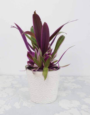 Tradescantia Purple Flame - Inspiration jardin - Tradescantia Purple Flame