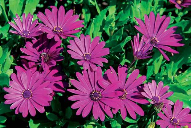Collection de Marguerites du Cap : pourpre, rose blanc, blanc - Plantes - Osteospermum margarita Purple , Pink flave , white 