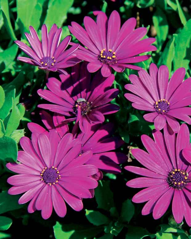 Collection de Marguerites du Cap : pourpre, rose blanc, blanc - Plantes vivaces - Osteospermum margarita Purple , Pink flave , white 