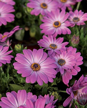Collection de Marguerites du Cap : pourpre, rose blanc, blanc - jardins - Osteospermum margarita Purple , Pink flave , white 