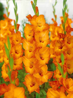 25 Glaïeuls Manteca - Bulbes à fleurs - Gladiolus Manteca