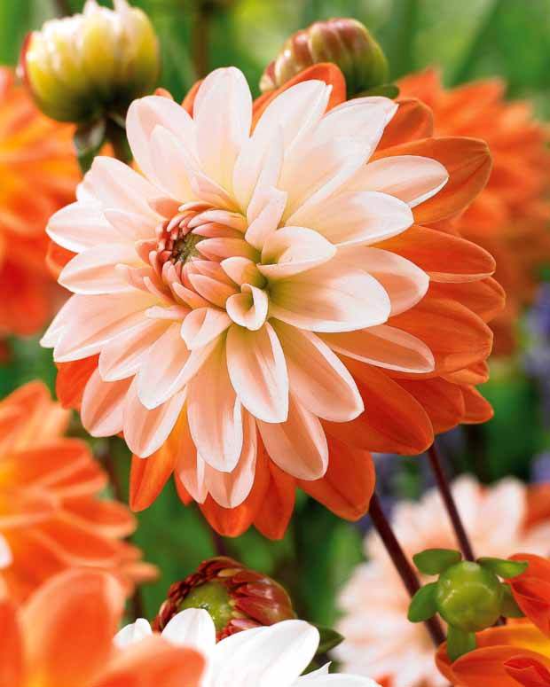 3 Dahlias décoratifs Coup de Soleil - Bulbes à fleurs - Dahlia Coup de Soleil
