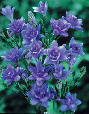 15 Tritéléias Bleu Royal - Bulbes à fleurs - Triteleia laxa Royal Blue