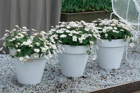 25 Anémones de Grèce blanches - Bulbes à fleurs - Anemone blanda White Splendour