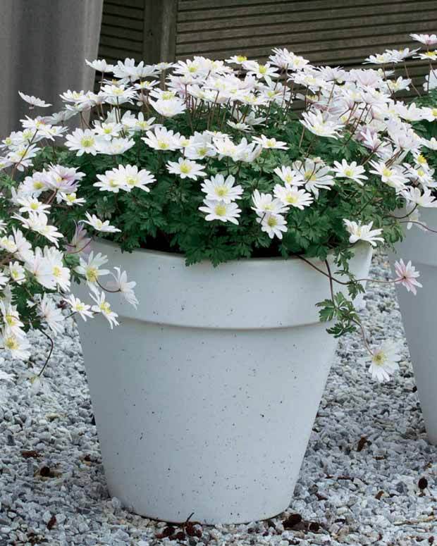 25 Anémones de Grèce blanches - Anémone - Anemone blanda White Splendour