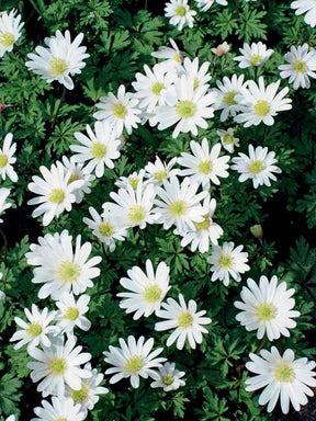 25 Anémones de Grèce blanches - jardins - Anemone blanda White Splendour