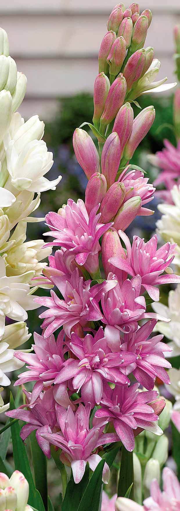 Tubéreuse double rose - Bulbes à fleurs - Polianthes tuberosa Pink Sapphire