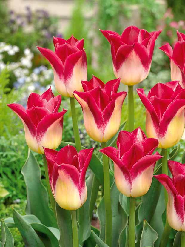 10 Tulipes Triomphe Romano - Bulbes à fleurs - Tulipa Romano