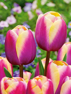 10 Tulipes Triomphe Atlantis - Bulbes à fleurs - Tulipa Atlantis