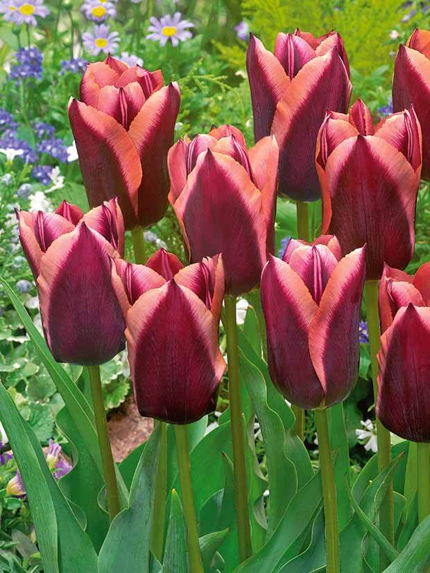 10 Tulipes Triomphe Slawa - Bulbes à fleurs - Tulipa Slawa