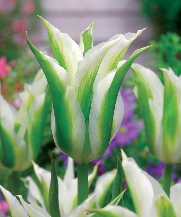 Coll. 30 tulipes fleur de lis :Aile de feu,Etoile verte,Amour eternel - Tulipe - Tulipa Firewings , Greenstar , Lasting love 