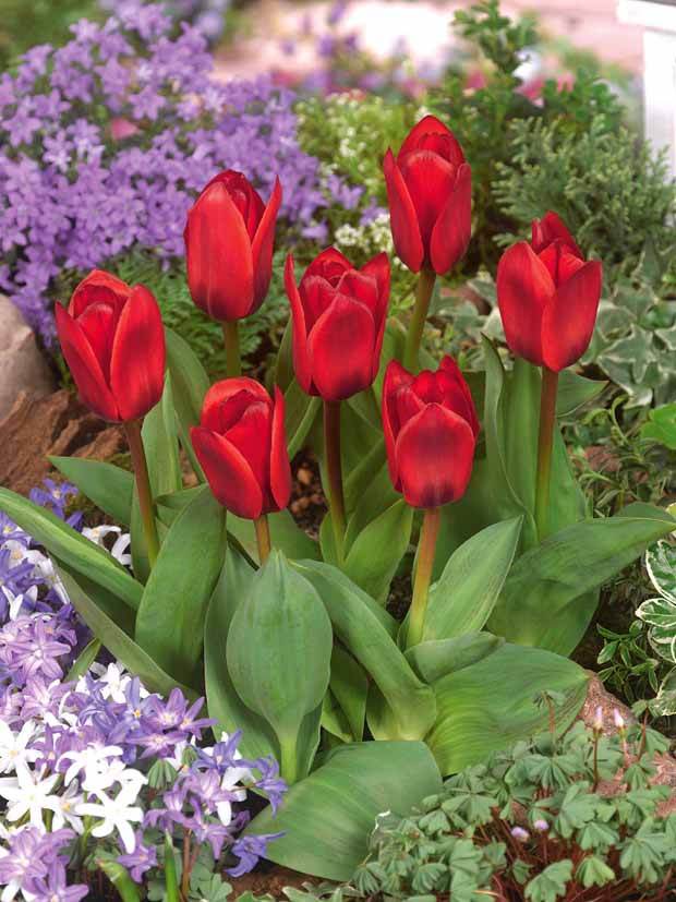 10 Tulipes Showwinner - Bulbes à fleurs - Tulipa kaufmanniana Showwinner