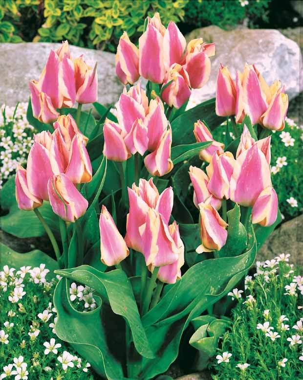 10 Tulipes Quebec - Bulbes à fleurs - Tulipa greigii Quebec