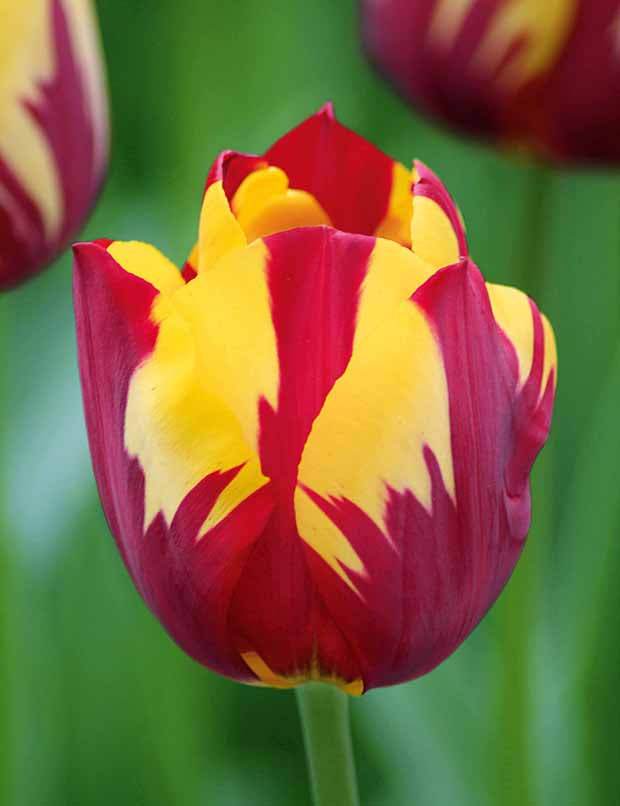 5 Tulipes flammées Helmar - Bulbes à fleurs - Tulipa Helmar