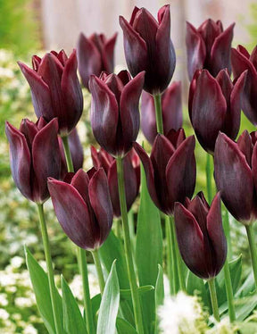 Coll. 20 tulipes à longues tiges (10 Havran + 10 Beauty trend) - jardins - Tulipa Havran , Beauty trend 