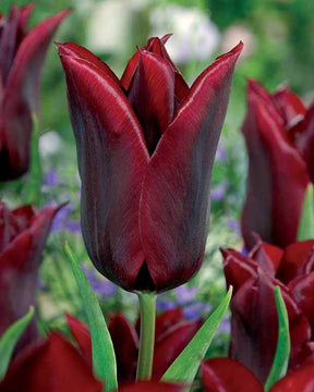 Coll. 30 tulipes fleur de lis :Aile de feu,Etoile verte,Amour eternel - Bulbes à fleurs - Tulipa Firewings , Greenstar , Lasting love 
