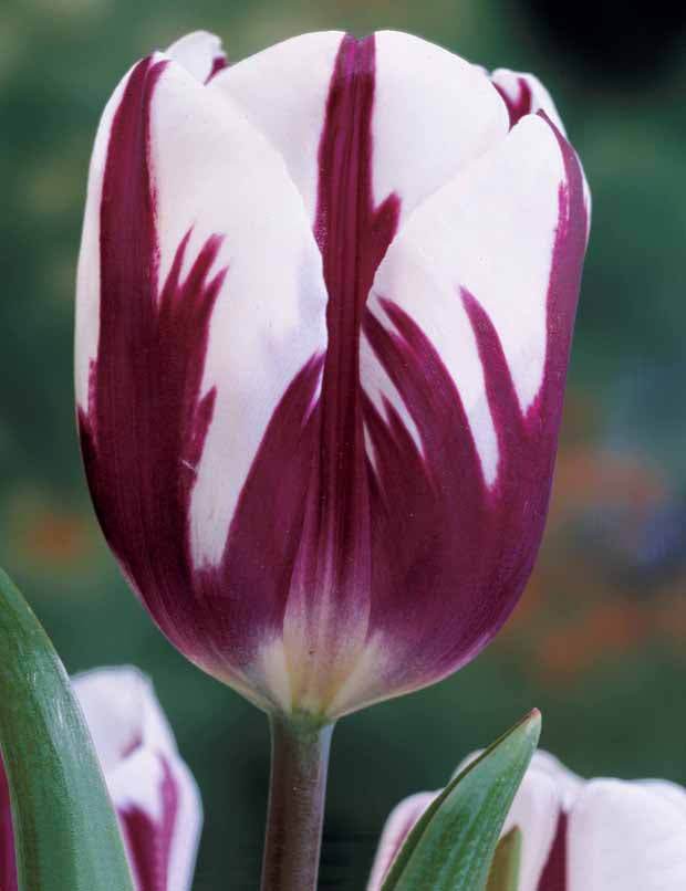 3 Tulipes flammées Rem s Favourite - Bulbes à fleurs - Tulipa Rem s Favourite 