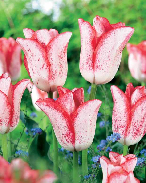 Coll. 20 tulipes à longues tiges (10 Havran + 10 Beauty trend) - Plantes - Tulipa Havran , Beauty trend 