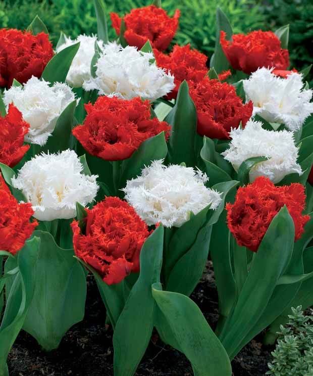 10 Tulipes doubles frangées rouges Anfield et blanches Snow crystal - Bulbes à fleurs - Tulipa Anfield , Snow Crystal 