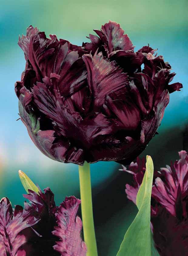 10 Tulipes perroquet Black Parrot - Bulbes à fleurs - Tulipa Black Parrot